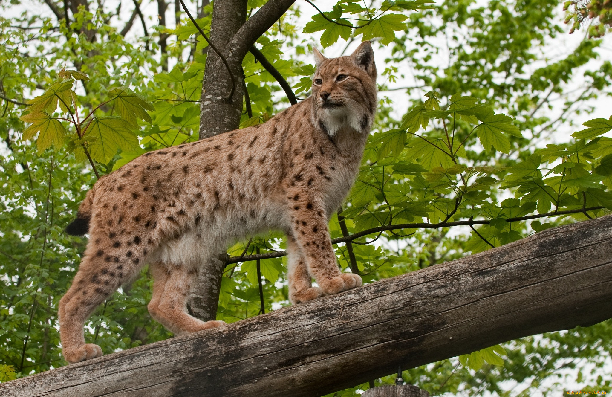 Рысь на дереве. Обыкновенная Рысь Lynx Lynx. Беловежская пуща Рысь. Рысь европейская обыкновенная. Гималайская Рысь.